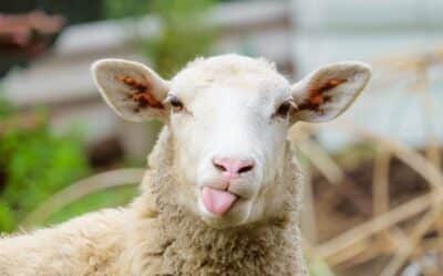 Aprenda os nomes dos animais em inglês de um jeito original