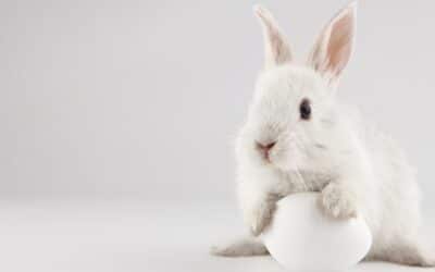 Vocabulário e símbolos da Páscoa em inglês: do coelhinho ao ponto cardeal!