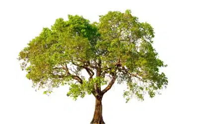 Tree of Codes e a arte de aprender inglês criando sentido nas lacunas